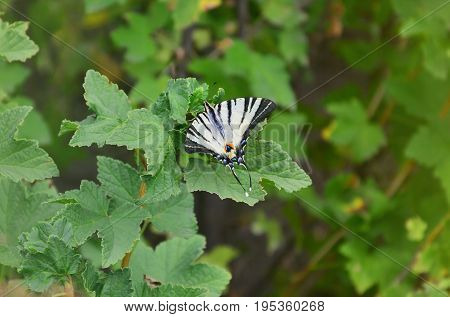 Scarce Swallowtail (iphiclides Podalirius) Rare European Butterfly Is Sitting On The Bushes Of Bloss
