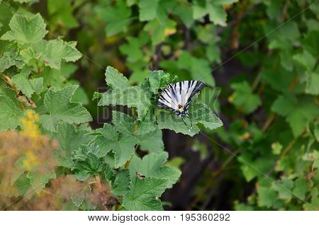 Scarce Swallowtail (iphiclides Podalirius) Rare European Butterfly Is Sitting On The Bushes Of Bloss