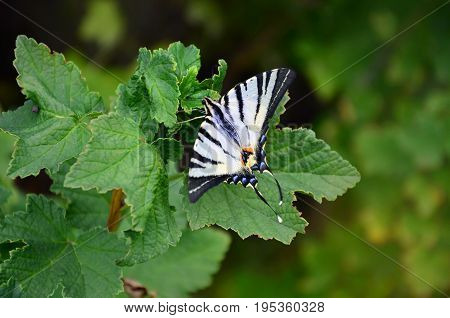 Scarce Swallowtail (iphiclides Podalirius) Rare European Butterfly Is Sitting On The Bushes Of Bloss