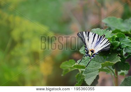 Scarce Swallowtail (iphiclides Podalirius) Rare European Butterfly Is Sitting On The Bushes Of Bloss