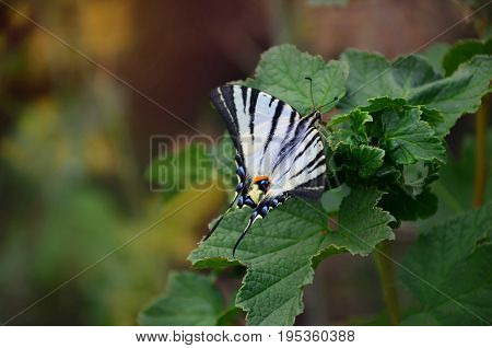 Scarce Swallowtail (iphiclides Podalirius) Rare European Butterfly Is Sitting On The Bushes Of Bloss