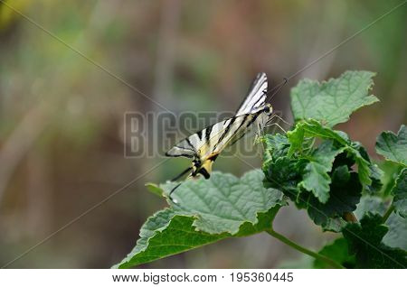 Scarce Swallowtail (iphiclides Podalirius) Rare European Butterfly Is Sitting On The Bushes Of Bloss