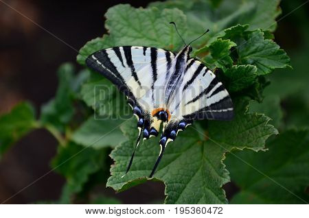 Scarce Swallowtail (iphiclides Podalirius) Rare European Butterfly Is Sitting On The Bushes Of Bloss
