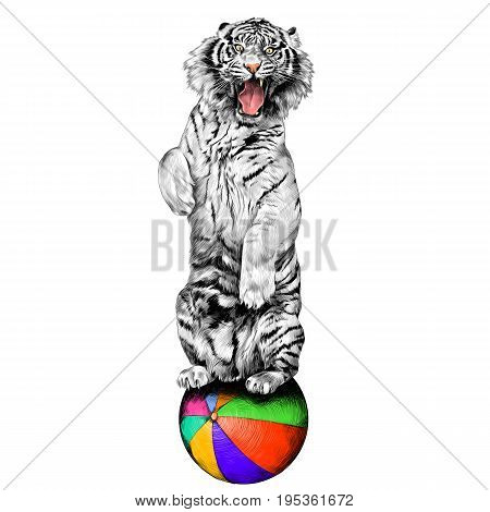 white tiger standing on hind legs with open mouth at the circus on a hot air balloon sketch vector graphics color picture