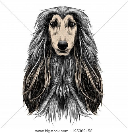 dog head full-face breed Afghan hound sketch vector graphics color picture