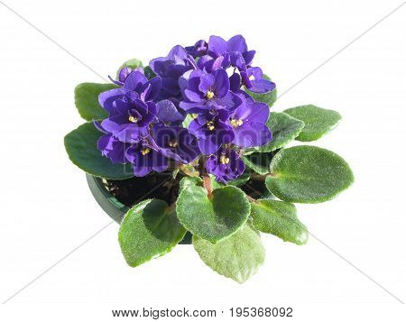 Potted African Violet isolated on white background
