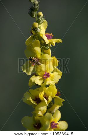 Mullein (Verbascum. Blattaria) is an alternative healing field plant