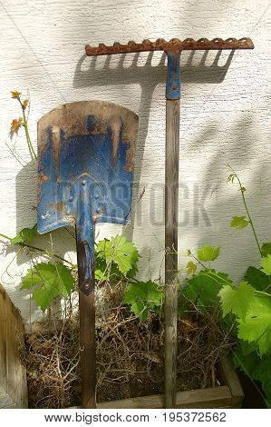 Old garden tools. Rusty shovel and rake.