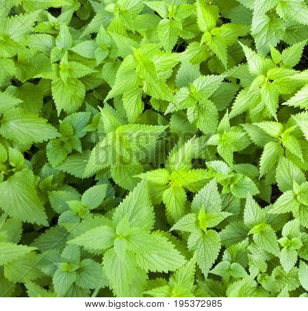Nettle pattern. Plant background. Green grass texture