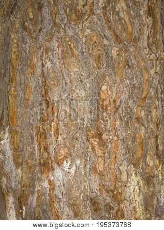 Tree bark texture. trunk of fir tree background.