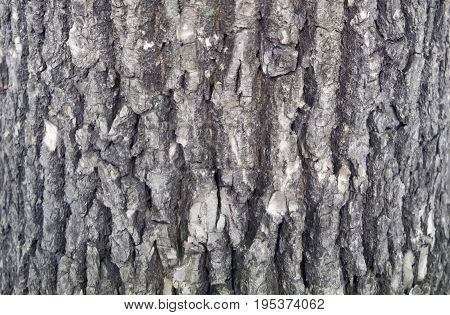 Tree bark texture. trunk of fir tree background.