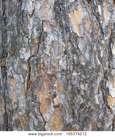 Tree Bark Texture. Trunk Of Fir Tree Background.