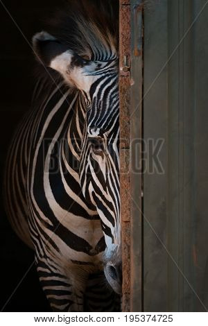 Grevy Zebra Peeping From Behind Barn Door