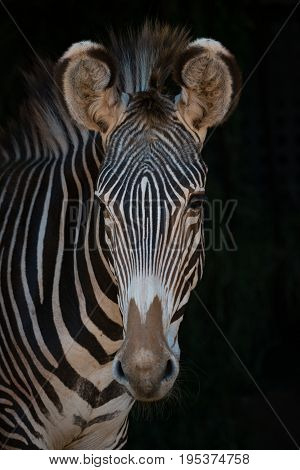 Close-up Of Grevy Zebra Looking At Camera