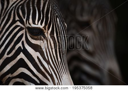 Close-up Of Grevy Zebra Heads From Side