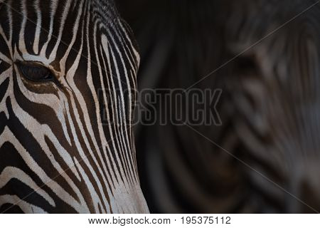 Close-up Of Two Heads Of Grevy Zebra