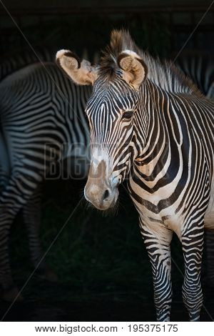 Close-up Of Grevy Zebra With One Behind