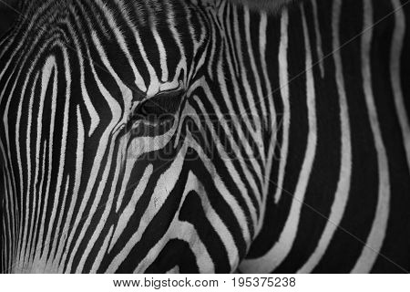 Mono Close-up Of Head Of Grevy Zebra