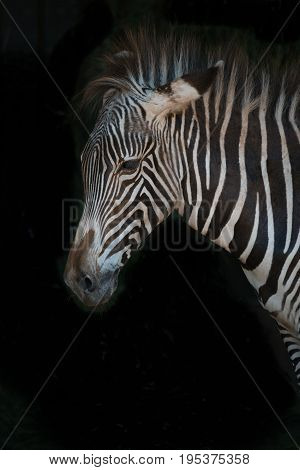 Close-up Of Grevy Zebra With Messy Mane