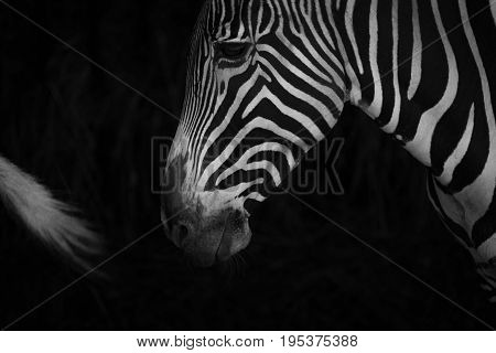 Mono Close-up Of Grevy Zebra Behind Tail
