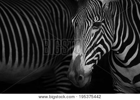 Mono Close-up Of Grevy Zebra Beside Another
