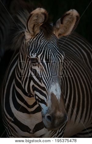Close-up Of Grevy Zebra Head Looking Out