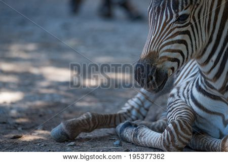 Close-up Of Baby Grevy Zebra Lying Down