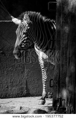 Mono Grevy Zebra Standing In Sunny Barn