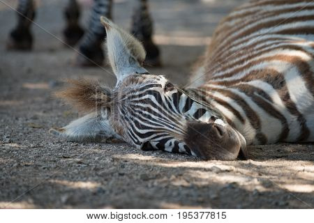 Close-up Of Grevy Zebra Foal On Ground