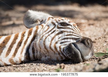 Close-up Of Baby Grevy Zebra On Ground