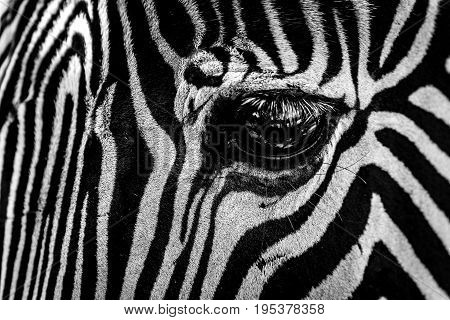 Mono Close-up Of Eye Of Grevy Zebra