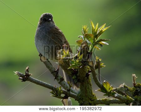 Hedge sparrow perched on a tree branch