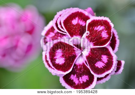 Pink Carnation Flower In Garden