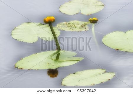 Egg is yellow, or the yellow water lily N phar l tea is a perennial aquatic plant The insect village on the flower