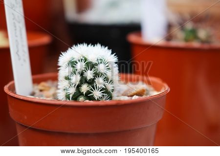 mammillaria vetula cactus or arizona snowcap succulent