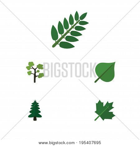 Flat Icon Ecology Set Of Oaken, Garden, Park And Other Vector Objects. Also Includes Oaken, Tree, Foliage Elements.