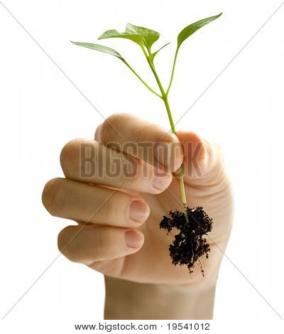  wooman holder en plante mellem hænderne på hvid