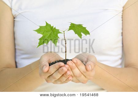 wooman holder en plante mellem hænderne på hvid