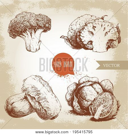 Hand drawn sketch style cabbages set. Cabbage with half cauliflowers broccoli and chinese cabbage pe-tsai compositions. Organic fresh farm food isolated on old looking background.