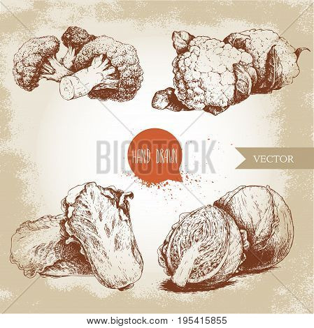 Hand drawn sketch style cabbages set. Cabbage with half cauliflowers broccoli and chinese cabbage pe-tsai compositions. Organic fresh farm food isolated on old looking background.