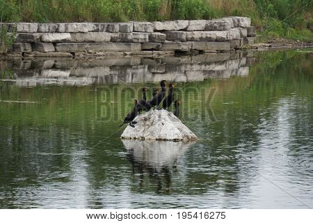 A flock of double crested cormorants (Phalacrocorax auritus) sits on a rock in a retention pond in Plainfield, Illinois, during June.