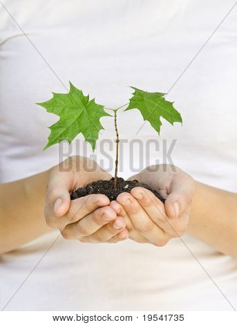 wooman holder en plante mellem hænderne på hvid