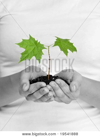 wooman holder en plante mellem hænderne på hvid