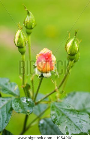 물 방울 Rosebuds에