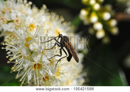 Close up photos Robber Fly on wild flowers. Robber Fly in nature