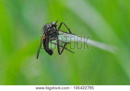 Close up photos Robber Fly on wild flowers. Robber Fly in nature