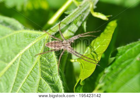 Wolf spider ready for attack in grass. Wolf spider hunting in the wild