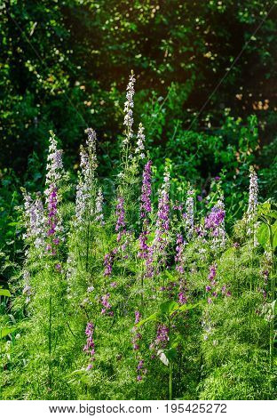Larkspur flowers, Delphinium elatum. The blossoming plants of a delphinium high (Delphinium elatum L.) different grades