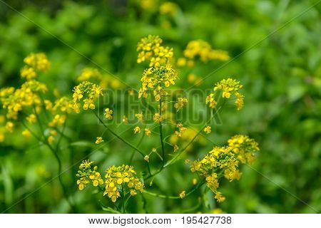 Bittercress is photographed on a green background