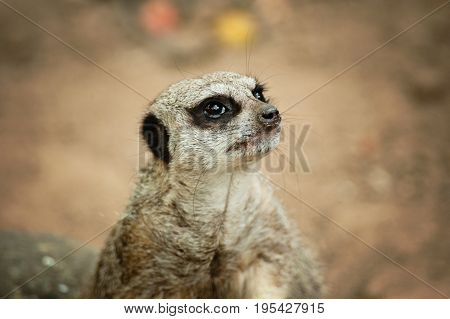 Meerkat - Suricata Suricatta On Stone Guards His Territory.
